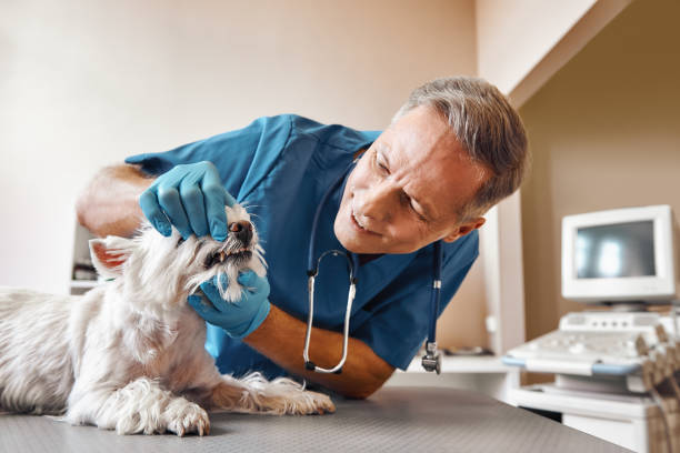 Best Broken Tooth Emergency  in Carson City, MI